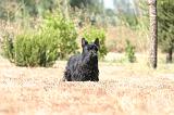 SCOTTISH TERRIER 267
